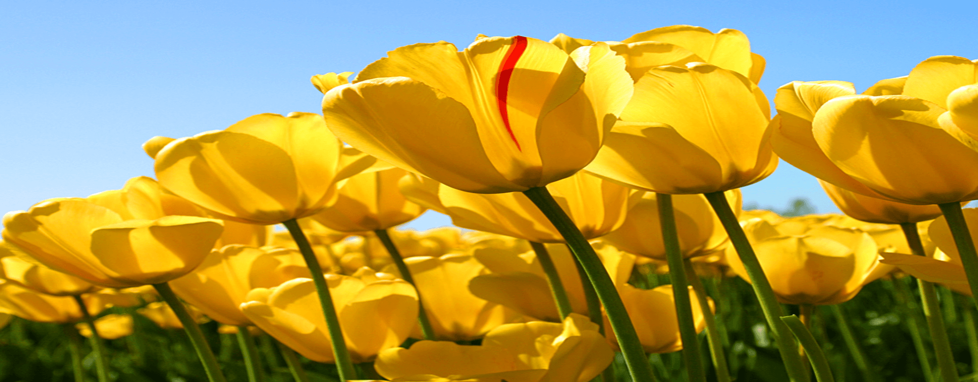 floral banner